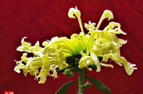 『飞扬』喜欢菊花,就养盆“珍稀名菊”白鹿角,似炫舞飞扬,多姿多彩