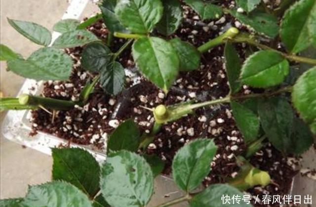  温度较低|扦插这“4种花”，不用等到春天，现在就能插活