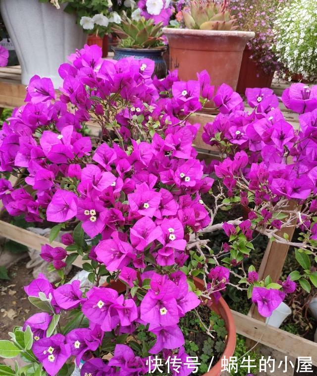  磷元素含量高@4种常年开花的植物，阳台随便养一种，四季有花赏，阳台变花园