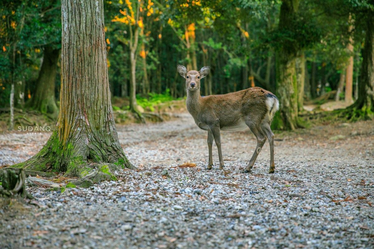 古都奈良,日本人称之东方的罗马,春日大社被