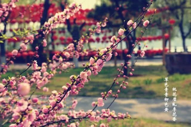  『满屏』花开满屏，龙门石窟春日壁纸送给你