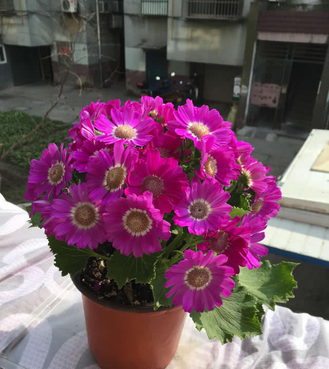  『花开易』花色绚丽耀眼，花开易“爆盆”，好养易活花期长，盆栽养花选它！