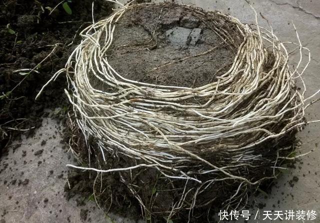  [图片作者]15种超级好养的花，不死鸟居然不是第一，“养花杀手”们试一试吧