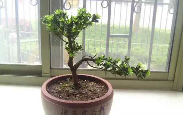 『观赏价值』六种价格不贵,观赏价值高可以做盆景的植物,适合新手种植