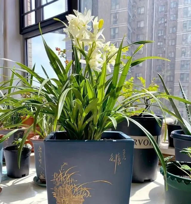  #时间#养兰花,找对3个时间点,兰花新芽猛蹿爆满盆,郁郁葱葱开花旺!