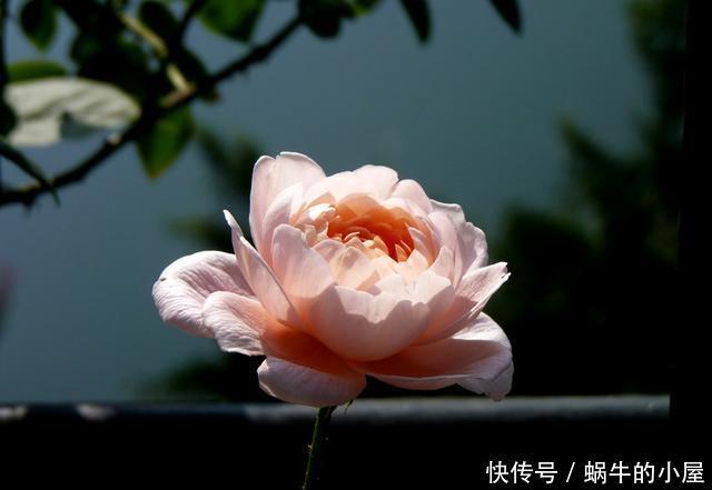 耐热■适合夏天养的3种花,耐热耐旱不怕晒,现在养一盆,很快就开花