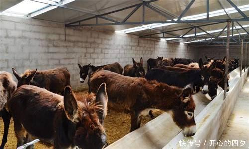  「食量」这动物食量小，疾病少，养殖方便，市场行情好，收益是