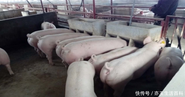  [养猪]养猪并不难，但这几点要关注，了解了就会让养猪变得很轻