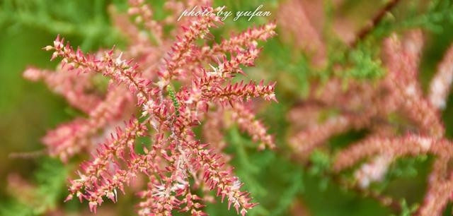 青海茫崖:柴达木盆地的奇迹之城,戈壁滩上的生命绿洲