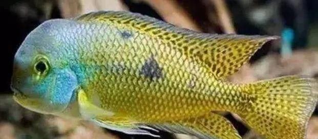  #水族市场上#美洲慈鲷之美，您细品