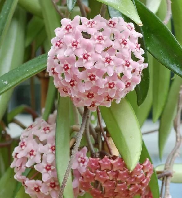  「气根」4月是这7种花的绝佳生长期，房前屋后都爬满！开出一堵花墙！