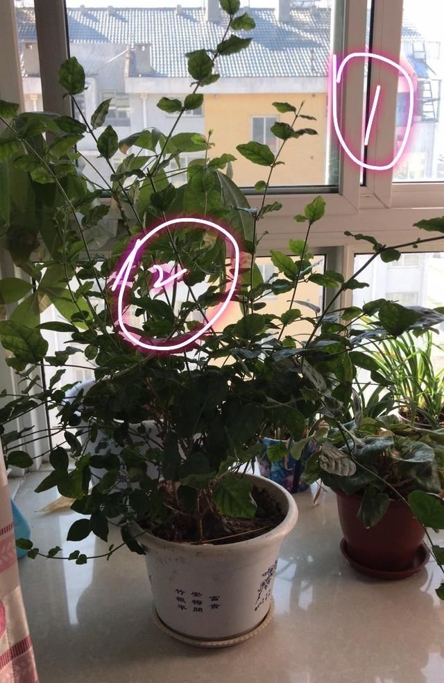 调节酸碱度■茉莉花在25度的地暖房中枝条疯长可以修剪吗茉莉花的花期是多久