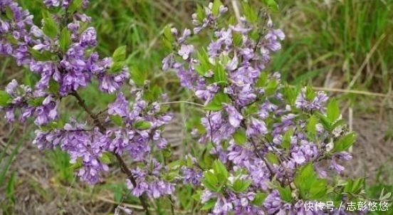  「农村」农村一种常见植物，以前用来“药鱼”，全株都是宝，你