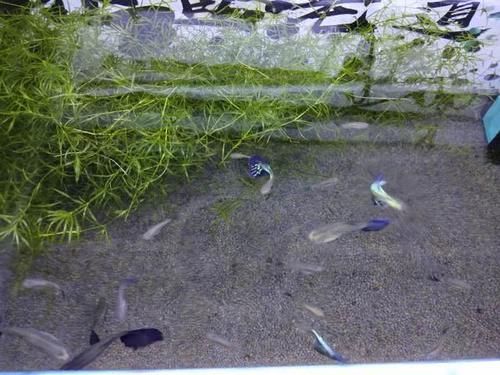  『孔雀鱼』饲养孔雀鱼大量繁殖要注意优胜劣汰，什么情况可以淘汰种鱼？