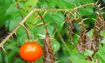 这种植物，蛇一见到就跑，价值非常珍贵，农民叫它“蛇不过”