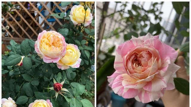  室内|花期最长的观赏植物，一年四季开花，漂亮又芳香，室内盆栽也可以