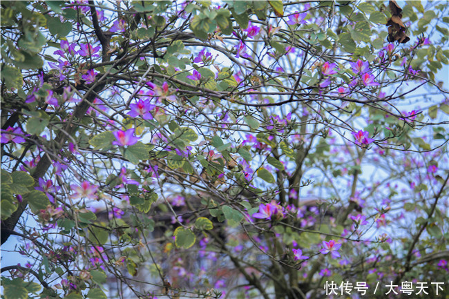 佛山南丹山宫粉紫荆绽放，满树和娇烂漫红，万枝丹彩灼春融