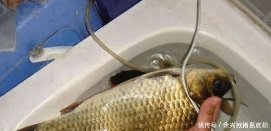 蚯蚓■清明前后钓鱼,这饵比蚯蚓更受欢迎,鲫鲤鱼一钓就来劲!