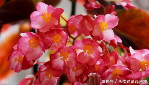  「春天」春天养花选它，满树红花，红红火火，一年四季都开花，是盆栽佳品