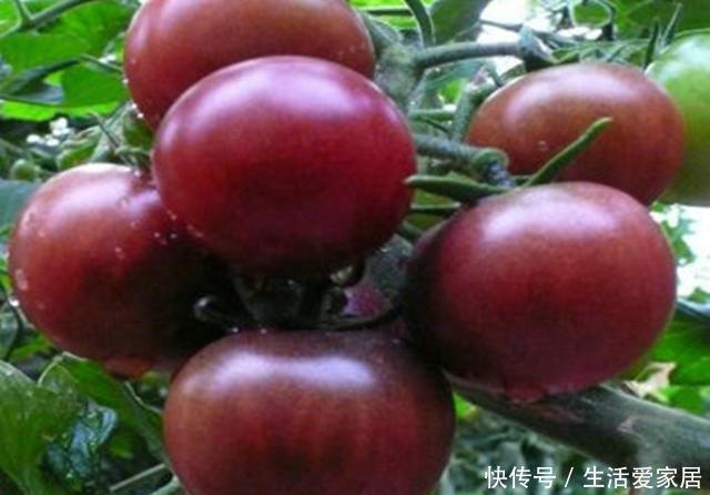 『营养』盆栽西红柿不开花不结果?是3点没做好,做好硕果累累美味营养