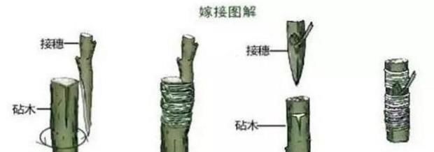  #嫁接#给茶花动动“手术”，让它开出多个颜色花来！