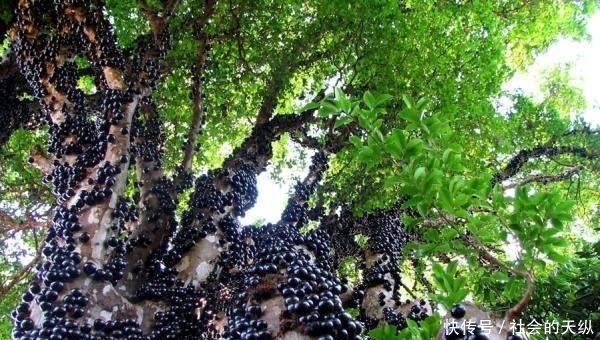 男子逛公园的时候，见树上满是黑色“肿瘤”，好奇走近后，惊喜了