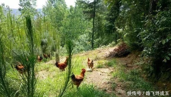  「没想到」回乡做土鸡养殖，十有八九会亏本？网友：没想到这么