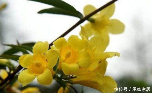  #栀子花#夏天养花，几种花要勤浇水，浇水越多开花越爆盆，美爆阳台一整夏