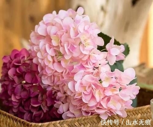 『花卉』百花争艳的季节,养那几种花最适合,推荐这四种开花好看花期长