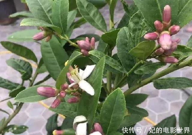  『扦插』3种花叶都“香”的树，家里养一棵，不但香喷喷，还能驱蚊虫！