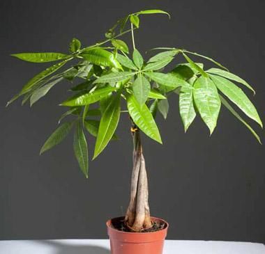 「旺盛」发财树寓意好,喜欢在家里养,养护方法要注意,植株才能更旺盛