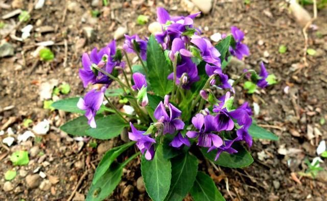  紫花地丁|农村有哪些野菜对嗓子比较好？