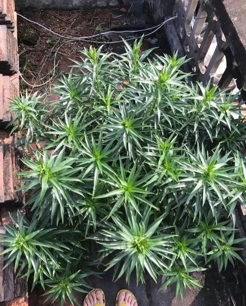 #花盆#开败的百合这样一处理,能长一缸的小球,花盆都不够用!