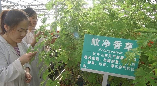 『驱蚊草的生』夏季蚊虫增多,农村院子里栽种这种植物,驱蚊又清香