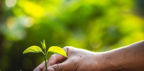  「旺盛」春季绿植管理方法和种植很关键，做好3个方面让绿植旺盛生长
