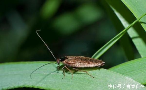 中国最恐怖工厂，竟然养了60亿只蟑螂，老外：中国人太聪明