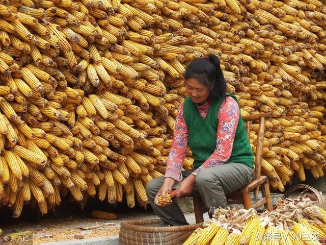 农业农村部今日粮食行情：大豆和玉米价格下调，大米价格稳定