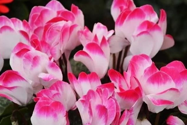  『飞花』“打春”后就养4种花，春暖鸟飞花先知，嫩芽蹭蹭冒喜迎春天来到