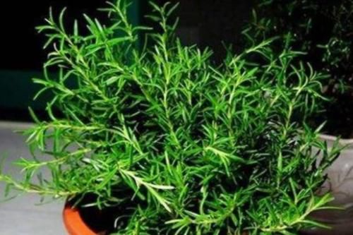 植物@夏天到了,家里多养4种花,不仅净化空气,还能把蚊子驱除干净
