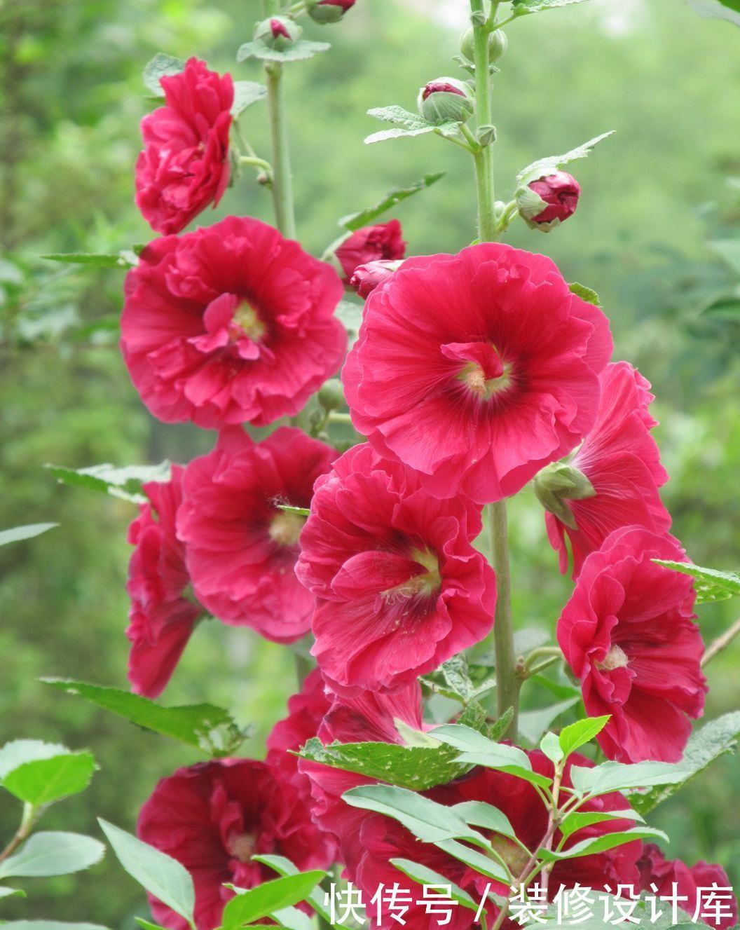 『夏季』最适合夏季养护的3种花卉,花色艳丽,花期长,开花爆盆的花卉