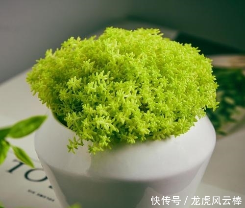「黄金」黄金万年草越晒叶子越黄,金黄耀眼,养护要注意什么?