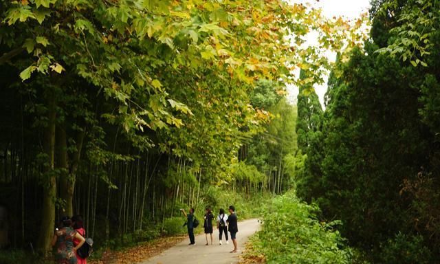 寻找深山藏宝图，养蜂老人独守林区，甜蜜的背后是孤独