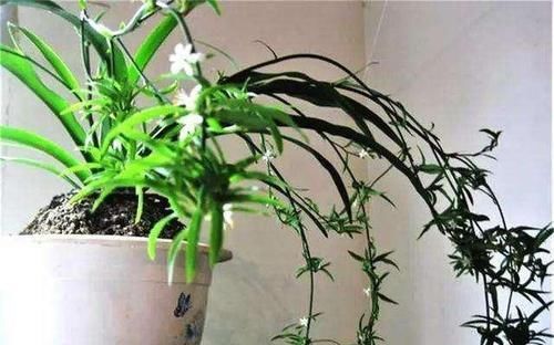  #春天#春天养吊兰是“多”晒太阳好，还是“少”晒太阳好？可别搞错了