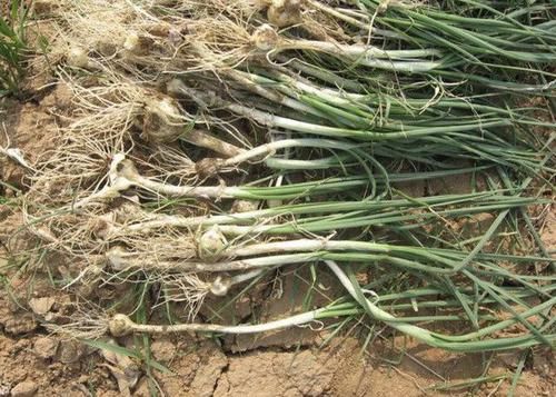  『值钱』在干旱的山地里，1种植物像“杂草”，被称为“野蒜”，根茎值钱