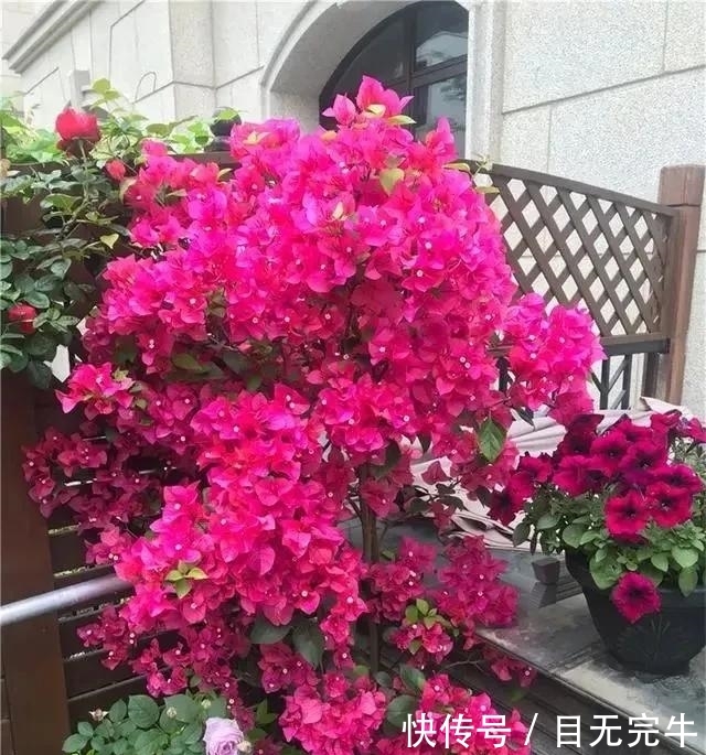 【极致】养三角梅,花前花后浇水“反着来”,花量几翻倍,爆花到到极致!