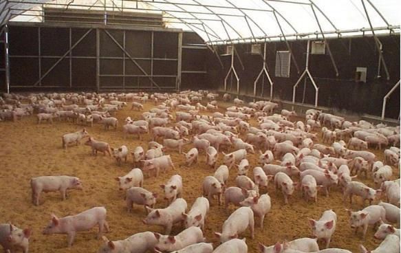  「养猪大国」美国原来是这样处理猪粪的，难怪能成为养猪第一强国，一起见识下！