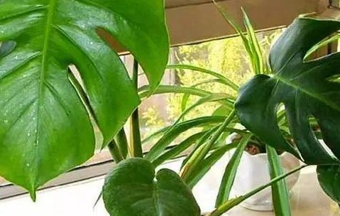  『细节』龟背竹的养殖方法和注意事项,分享三个重要细节,蹭蹭长,开背快