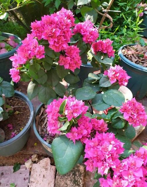  「三角梅开花」大叔养三角梅，花比叶子多，经常浇“这种液体”，年年开满阳台
