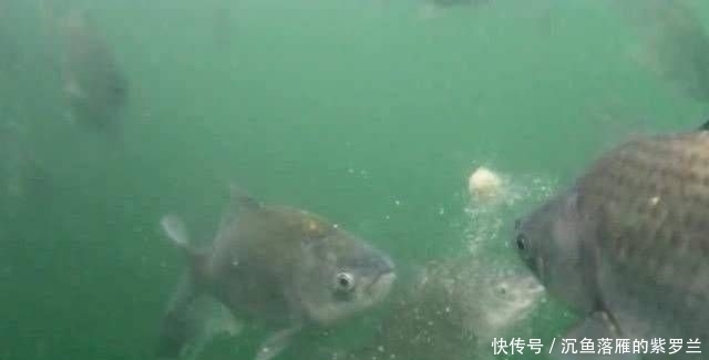  [用饵]野钓鲤鱼，用饵和调漂很关键，掌握这些硬核细节，不怕没渔获