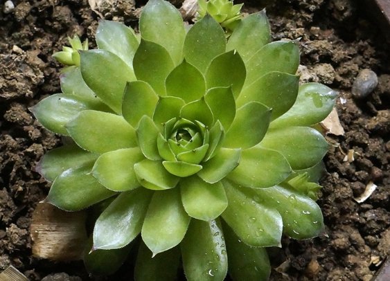  『随便』此几款多肉植物，随便养养就爆盆，繁殖能力特强，呆萌可爱又好养